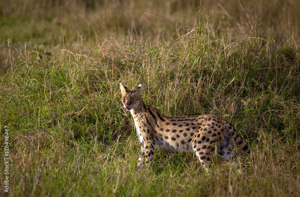 Naklejka premium A rare serval cat stands in tall grass in the savanna of Kenya