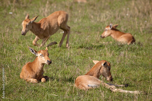 Four baby topi antelope in the grass in Kenya's Masai Mara National Park