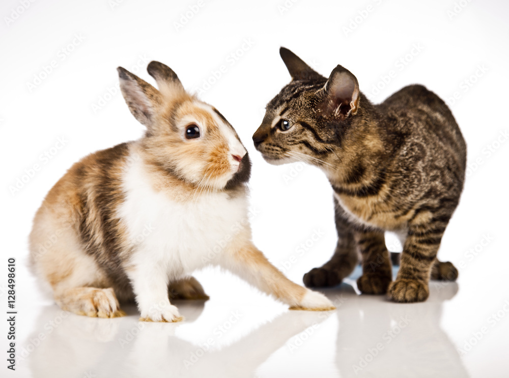 Cat, playing kitten, rabbit, bunny, 