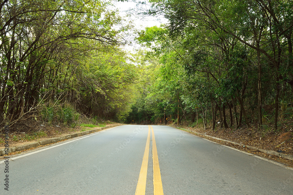 Fototapeta premium Empty road surrounded by green vegetation