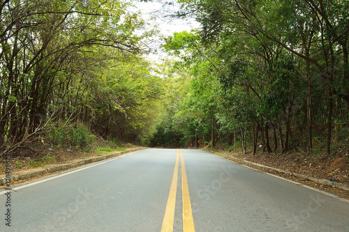 Empty road surrounded by green vegetation