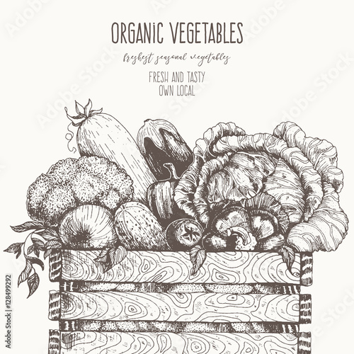 Fresh vegetables in basket vector illustration. Natural farm food. Drawn in ink