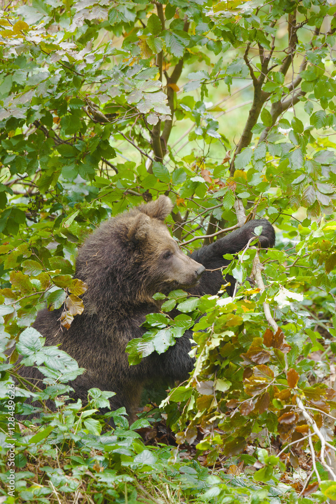 Brown bear