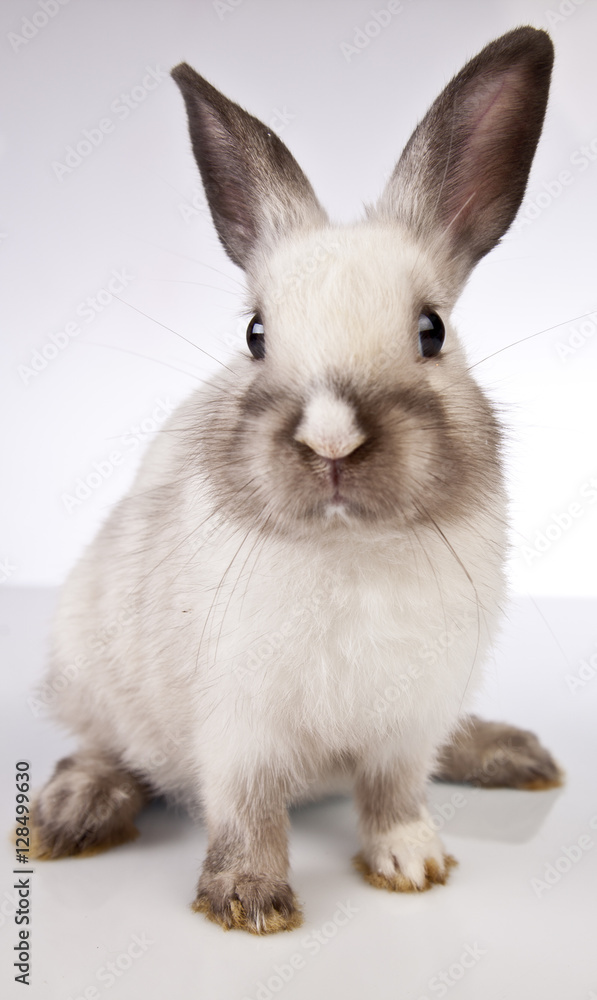 Easter rabbit Easter rabbit