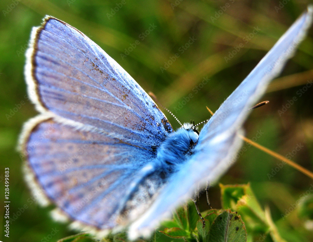 Obraz premium Beautiful Bitterfly