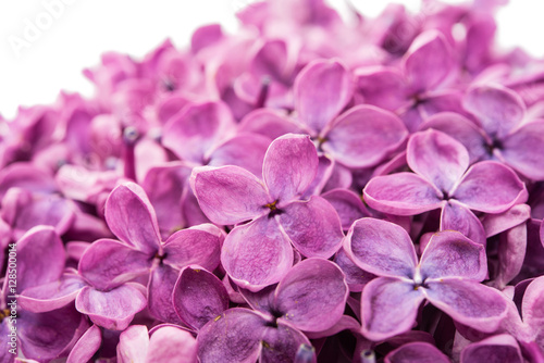 Beautiful lilac flowers © ksena32