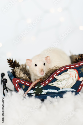 Funny rat sitting in wooden sled at christmas decorations
