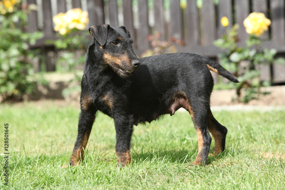 Beautiful German Hunting Terrier in the garden Beautiful German Hunting Terrier in the garden