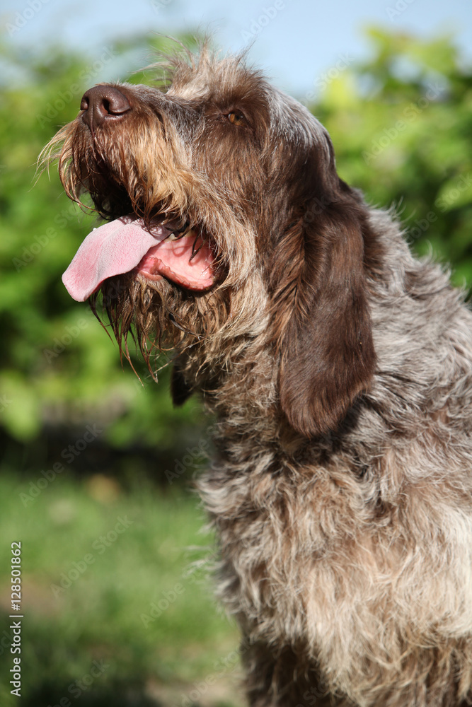 Italian Wire-haired Pointing Dog sitting in the garden Italian Wire-haired Pointing Dog sitting in the garden