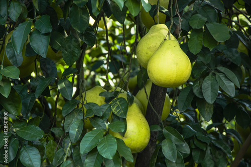 The pomelos fruit closeup
