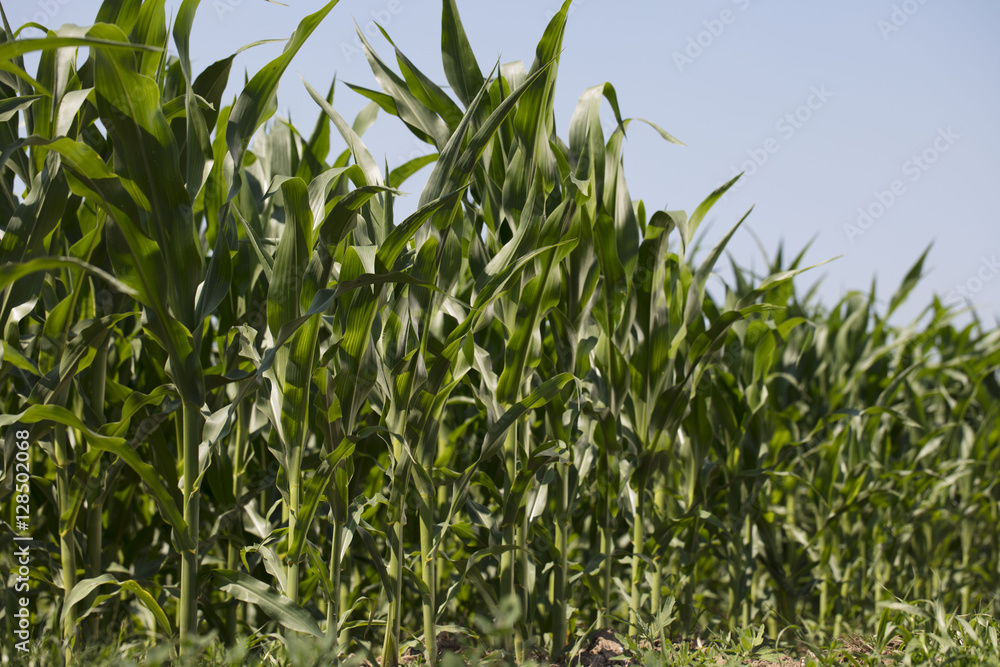 Corn field sunny summer day. Close-up. Focus on foreground Corn field sunny summer day. Close-up. Focus on foreground