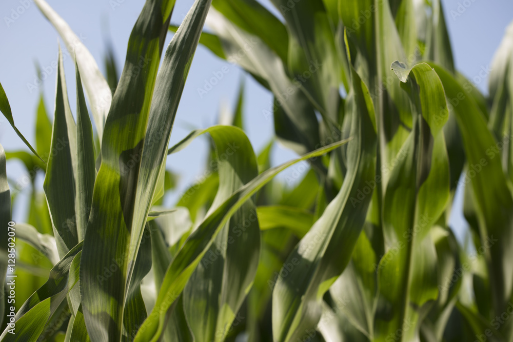 Corn field sunny summer day. Close-up. Focus on foreground Corn field sunny summer day. Close-up. Focus on foreground