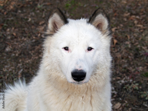 Portrait of siberian laika dog outdoor