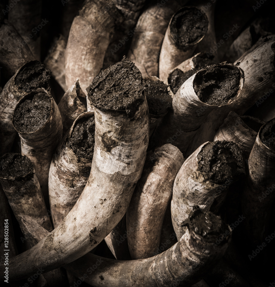 Filling cow horns with manure to make biodynamic horn manure 500 for