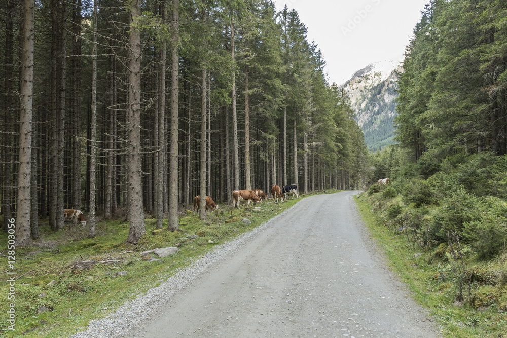Lessachtal im Lungau mit Kühe auf einem Wanderweg