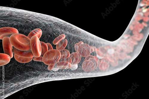 Blood vessel with erythrocytes and leukocytes photo