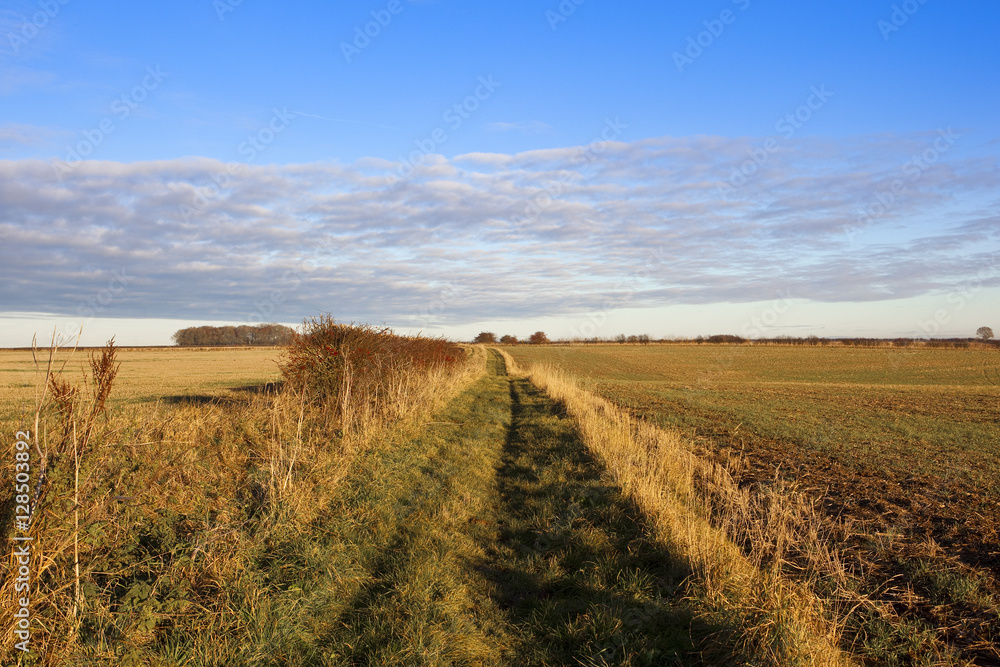 Obraz premium autumn footpath