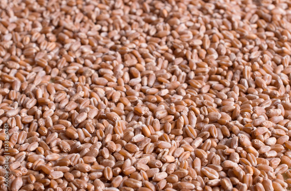 Background from wheat grain. Textural background Background from wheat grain. Textural background