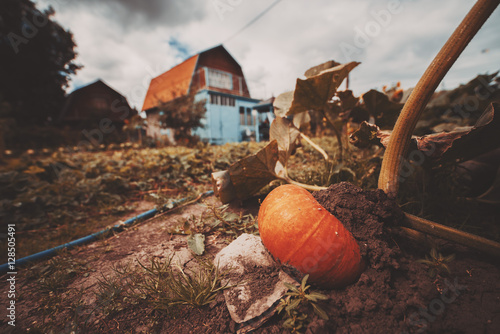 Wide angle shot of big ripe orange pumpkin growing on the ground and backed by stone, surrounded by beds, leaves, country house in background, cloudy summer or autumn day