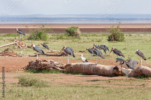 Numerous Marabou Storks (Leptoptilos crumeniferus) stand in profile on dry snag against savanna plain background. Lake Manyara National Park, Great Rift Valley. Tanzania, Africa. 