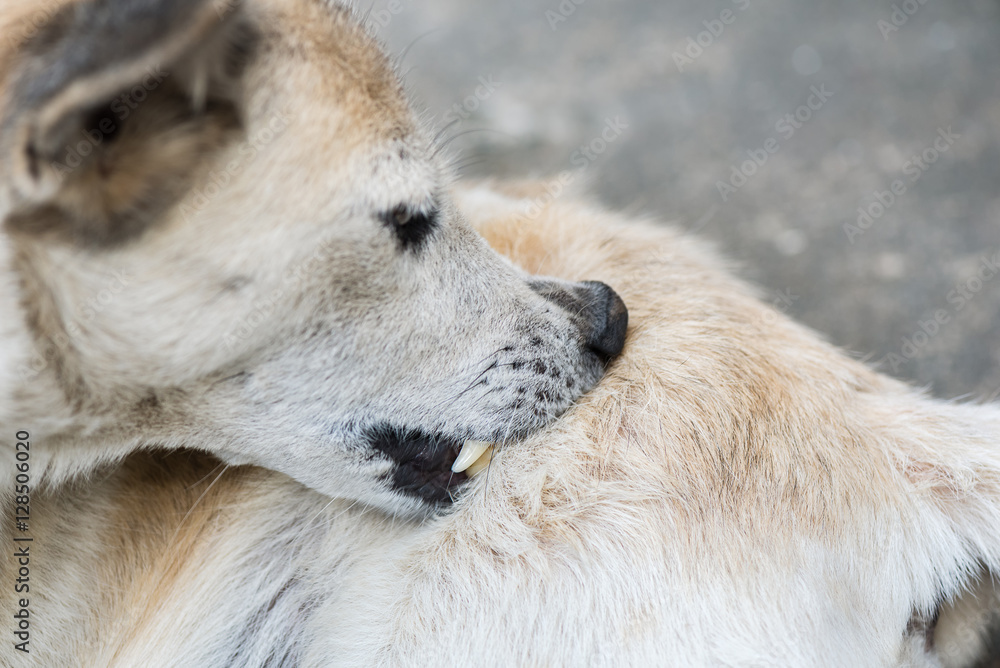 Dog self cleaning ticks and fleas. Dog self cleaning ticks and fleas.
