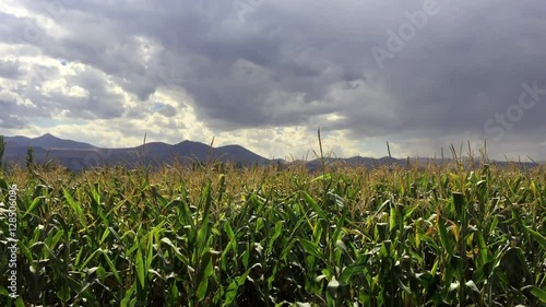 Corn plantatio photo