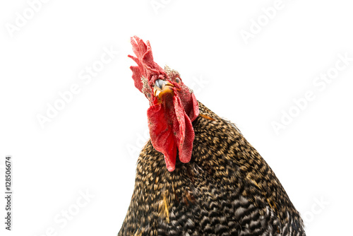 Rooster Isolated On White.