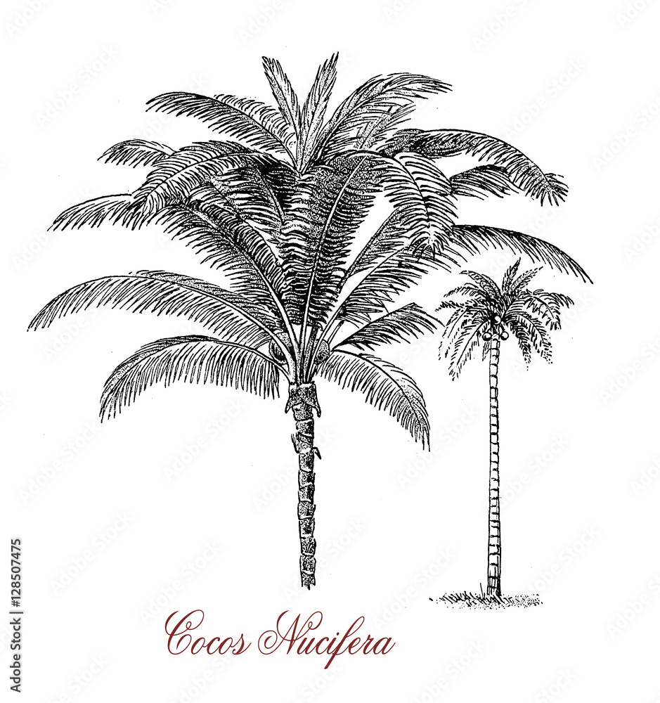 Naklejka premium The coconut palm produces a fruit with a large quantity of water, which can be used to produce oil from the kernel, charcoal from the shell and coir from the husk