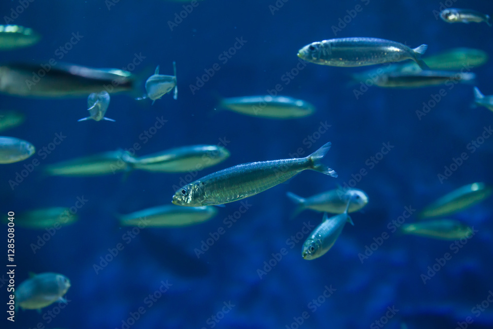 European pilchard (Sardina pilchardus).