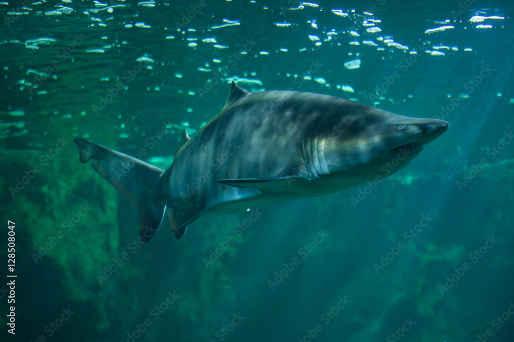 Naklejka premium Sand tiger shark (Carcharias taurus)