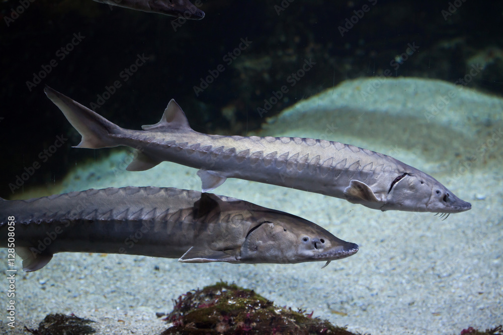 European sea sturgeon (Acipenser sturio)