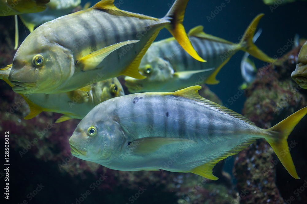 Golden trevally (Gnathanodon speciosus) Golden trevally (Gnathanodon speciosus)