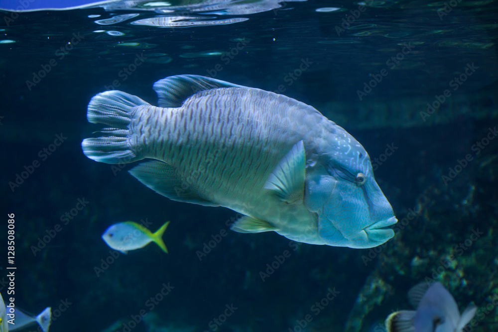 Humphead wrasse (Cheilinus undulatus). Humphead wrasse (Cheilinus undulatus).