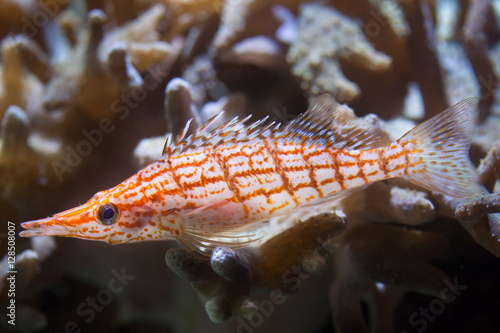 Longnose hawkfish (Oxycirrhites typus). photo