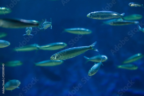 Obraz na płótnie European pilchard (Sardina pilchardus). w salonie
