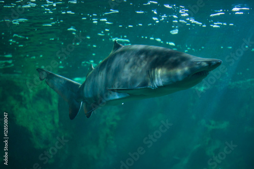Sand tiger shark (Carcharias taurus) © Vladimir Wrangel