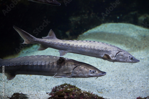 Obraz na płótnie European sea sturgeon (Acipenser sturio) w salonie