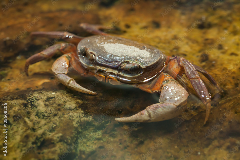 Blackback land crab (Gecarcinus lateralis)