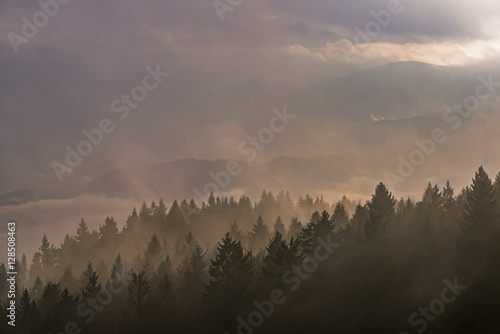 Foggy landscape with trees