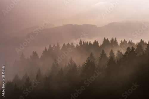 Foggy landscape with trees © Tom Pavlasek