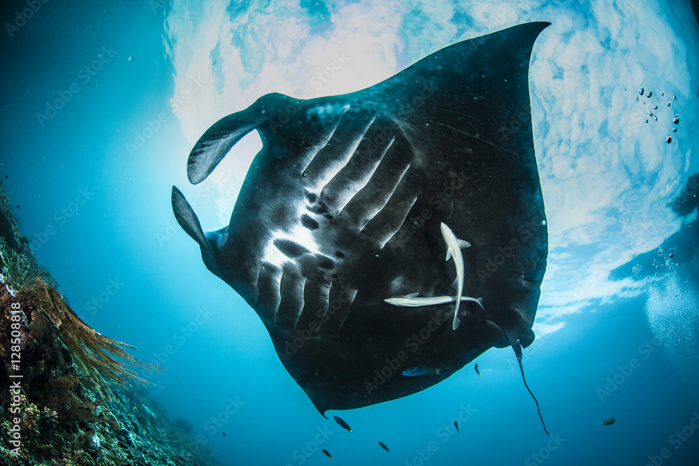 Oceanic manta ray in Raja Ampat - obrazy, fototapety, plakaty 