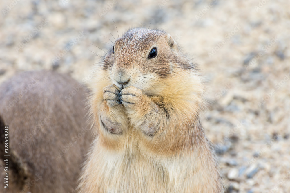 Prairie dog Prairie dog