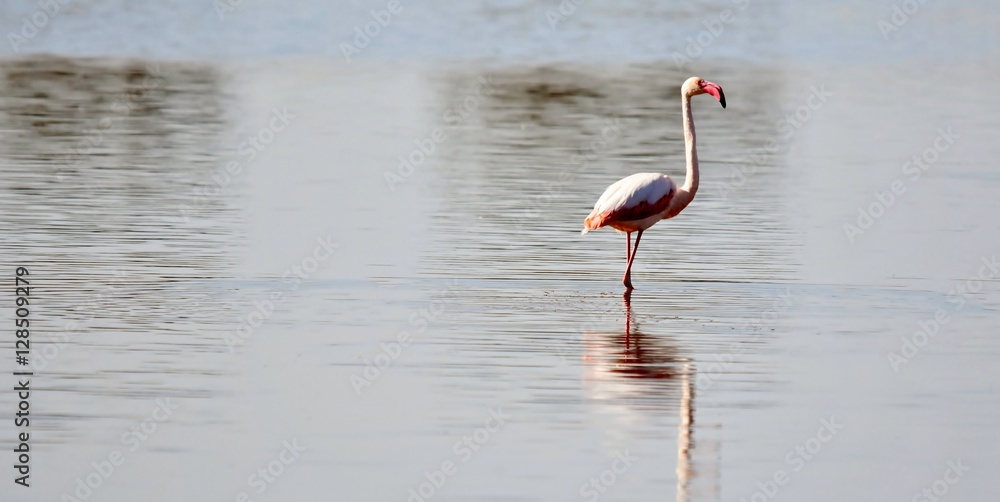Close up of a lesser Flamingo in the water