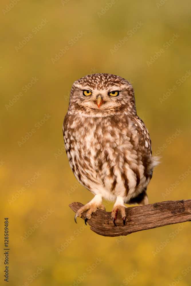 Cute owl Cute owl