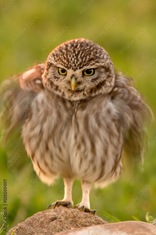 Obraz premium Cute owl