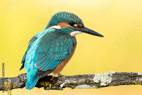 Kingfisher bird preening on a branch