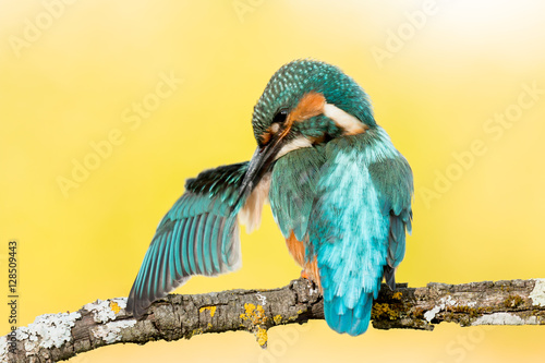 Foto Kingfisher bird preening on a branch