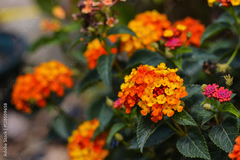 Lantana camara orange flowers, selective focus Lantana camara orange flowers, selective focus
