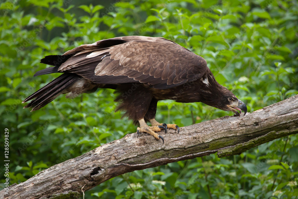 Female bald eagle (Haliaeetus leucocephalus). Female bald eagle (Haliaeetus leucocephalus).