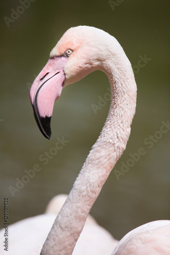 Greater flamingo (Phoenicopterus roseus).